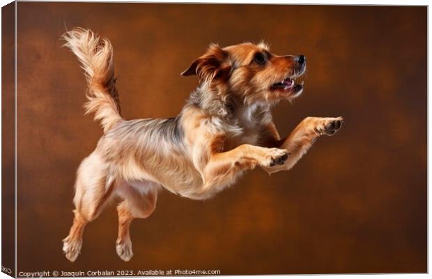 A healthy dog jumps with its mouth open, studio ph Canvas Print by Joaquin Corbalan