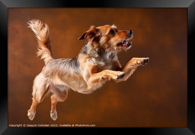 A healthy dog jumps with its mouth open, studio ph Framed Print by Joaquin Corbalan