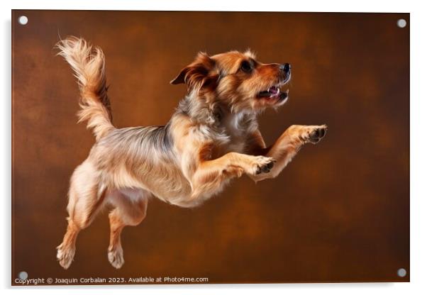 A healthy dog jumps with its mouth open, studio ph Acrylic by Joaquin Corbalan