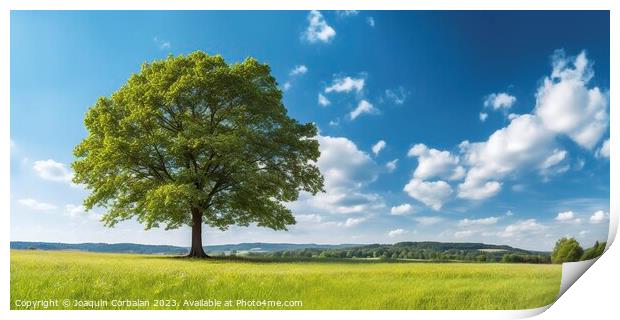 A country landscape, a large maple tree in a meadow with green grass and beautiful blue sky. Print by Joaquin Corbalan