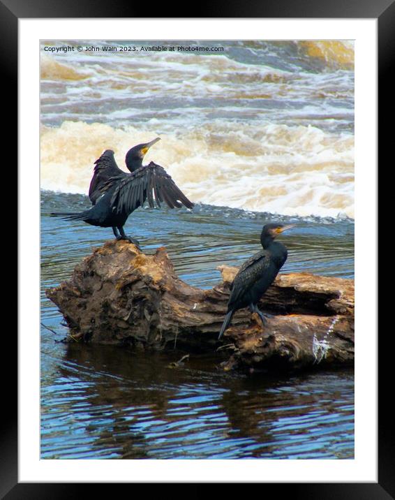 Cormorants in Chester Framed Mounted Print by John Wain