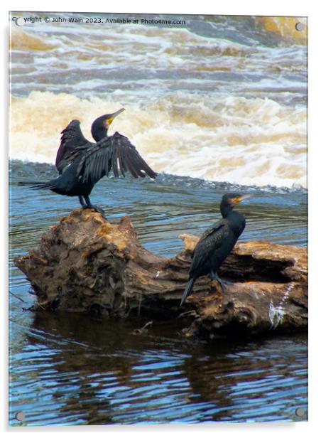 Cormorants in Chester Acrylic by John Wain