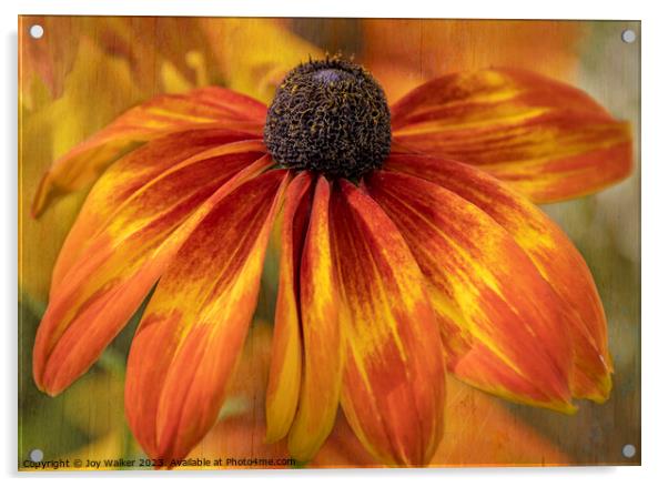 A bronze colored Echinacea flower Acrylic by Joy Walker