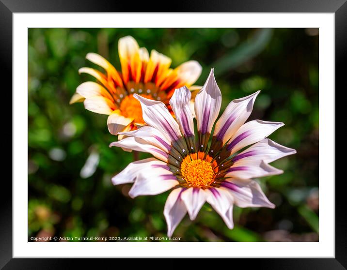 Gazania Flowers Framed Mounted Print by Adrian Turnbull-Kemp