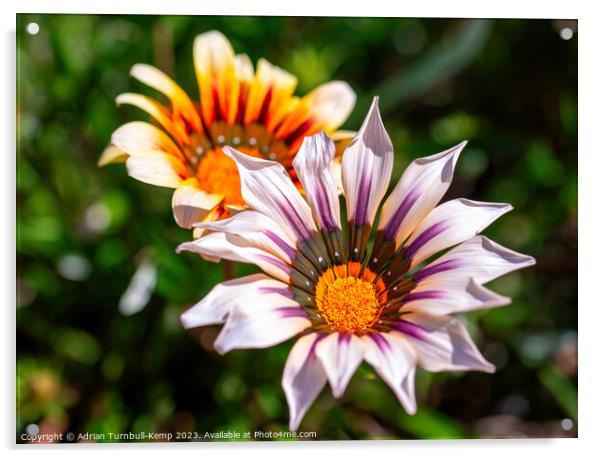 Gazania Flowers Acrylic by Adrian Turnbull-Kemp