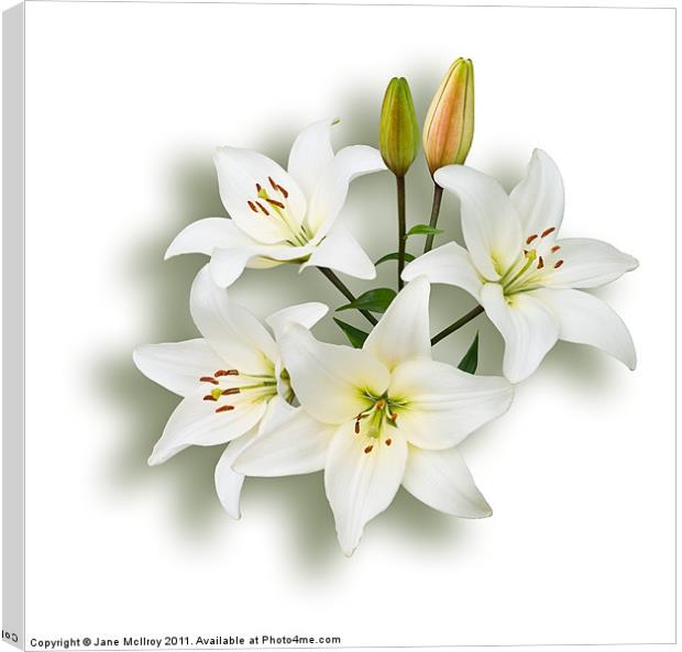 Spray of White Lilies Canvas Print by Jane McIlroy