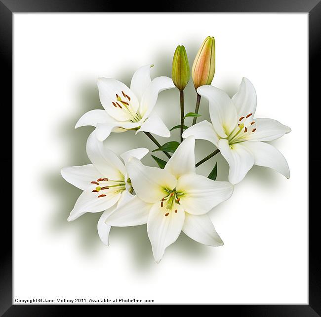 Spray of White Lilies Framed Print by Jane McIlroy