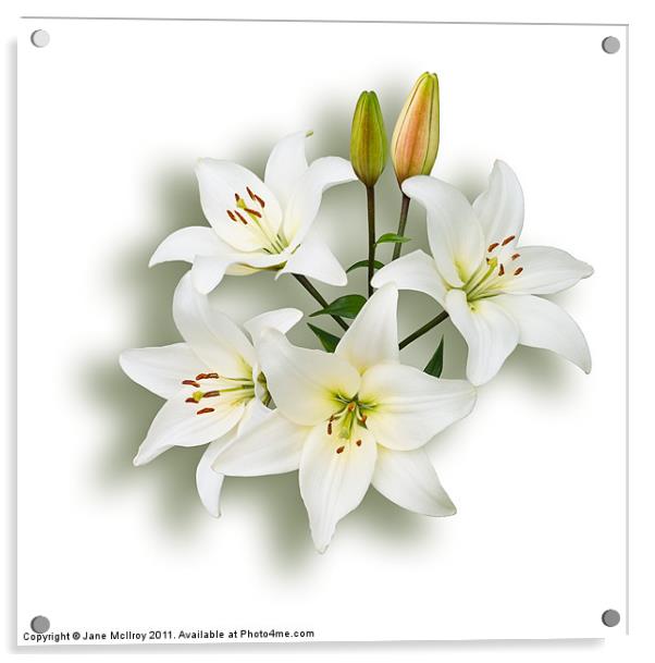 Spray of White Lilies Acrylic by Jane McIlroy