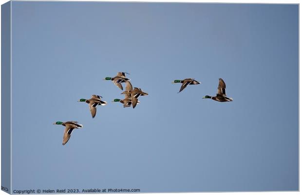 Ducks in flight in a blue sky Canvas Print by Helen Reid