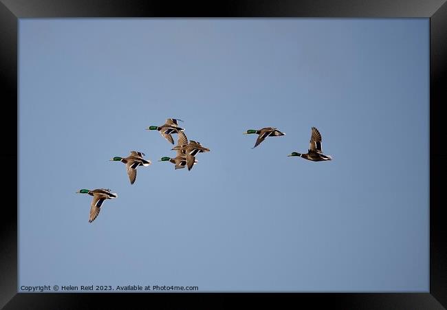 Ducks in flight in a blue sky Framed Print by Helen Reid