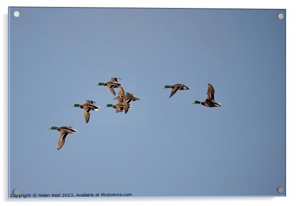 Ducks in flight in a blue sky Acrylic by Helen Reid