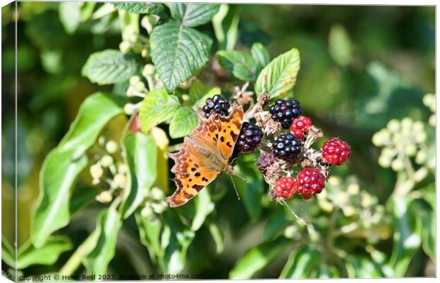 Comma butterfly on autumn berries Canvas Print by Helen Reid