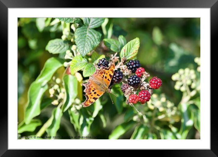 Comma butterfly on autumn berries Framed Mounted Print by Helen Reid
