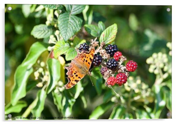 Comma butterfly on autumn berries Acrylic by Helen Reid
