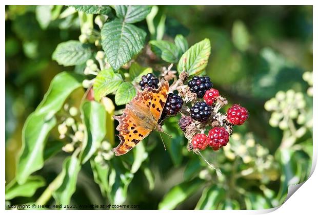 Comma butterfly on autumn berries Print by Helen Reid