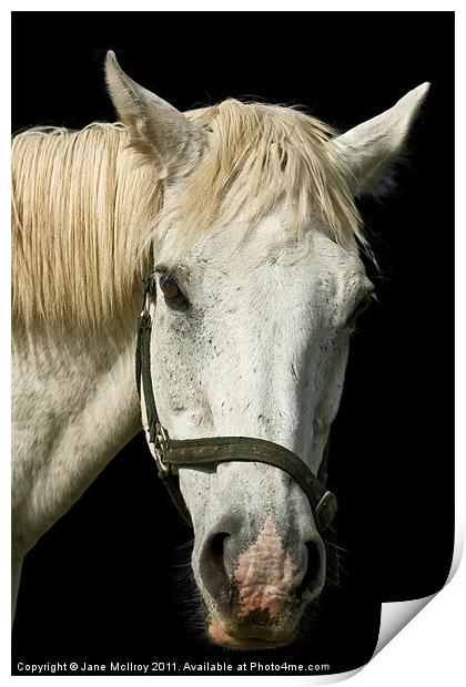 White Horse Portrait Print by Jane McIlroy