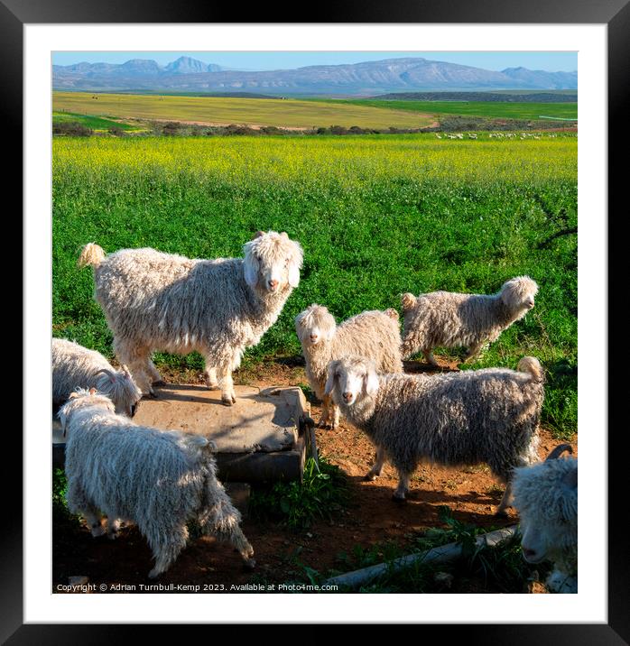 Doing what goats do best. Framed Mounted Print by Adrian Turnbull-Kemp