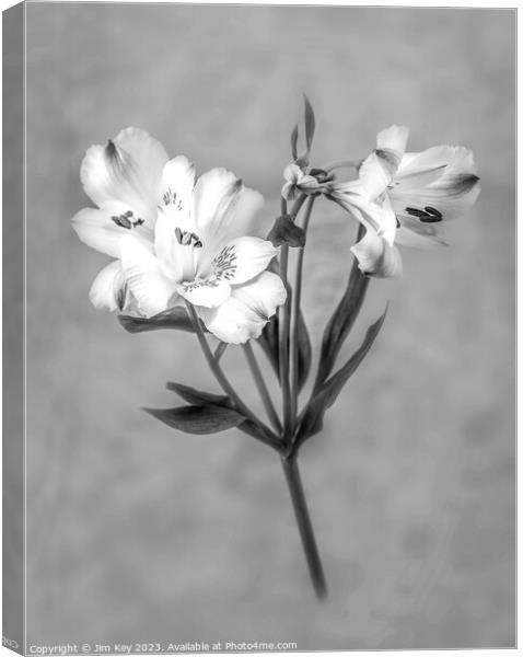 White Lily Black and White   Canvas Print by Jim Key