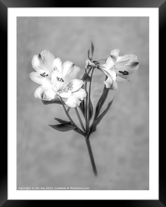 White Lily Black and White   Framed Mounted Print by Jim Key