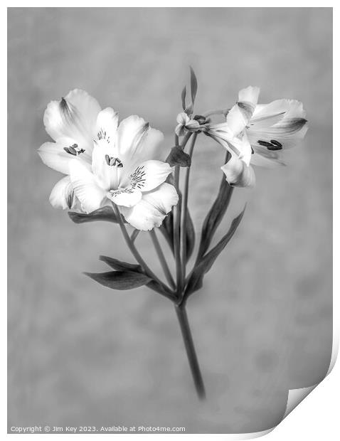 White Lily Black and White   Print by Jim Key