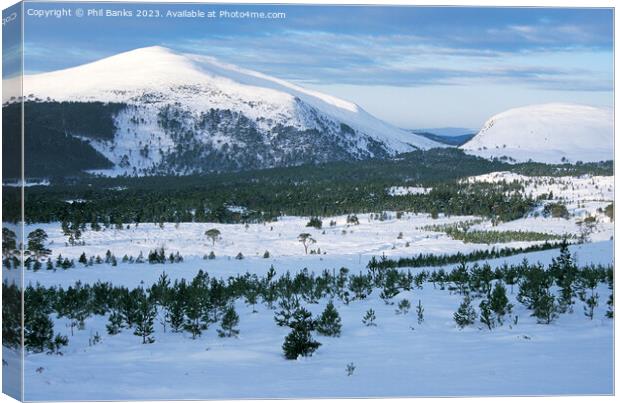 Meall a Bhuachaille - Glenmore Forest - Cairngorm Mountains Canvas Print by Phil Banks