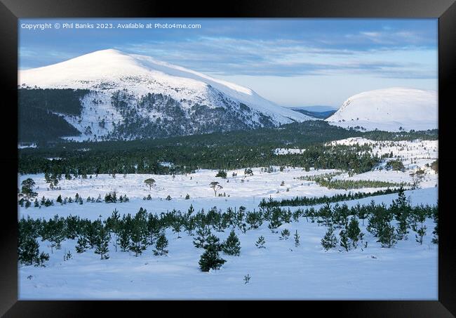 Meall a Bhuachaille - Glenmore Forest - Cairngorm Mountains Framed Print by Phil Banks