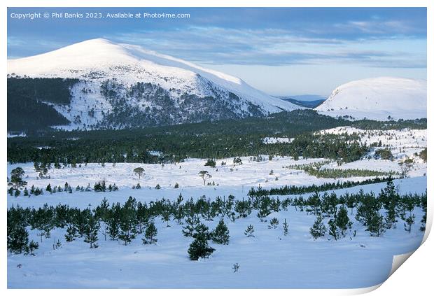 Meall a Bhuachaille - Glenmore Forest - Cairngorm Mountains Print by Phil Banks