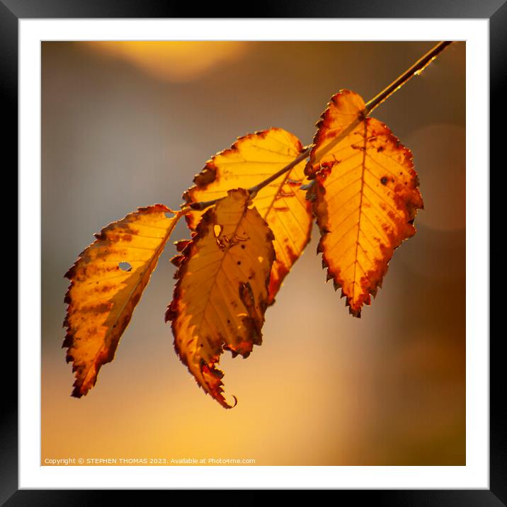 Golden Autumn Glow Framed Mounted Print by STEPHEN THOMAS