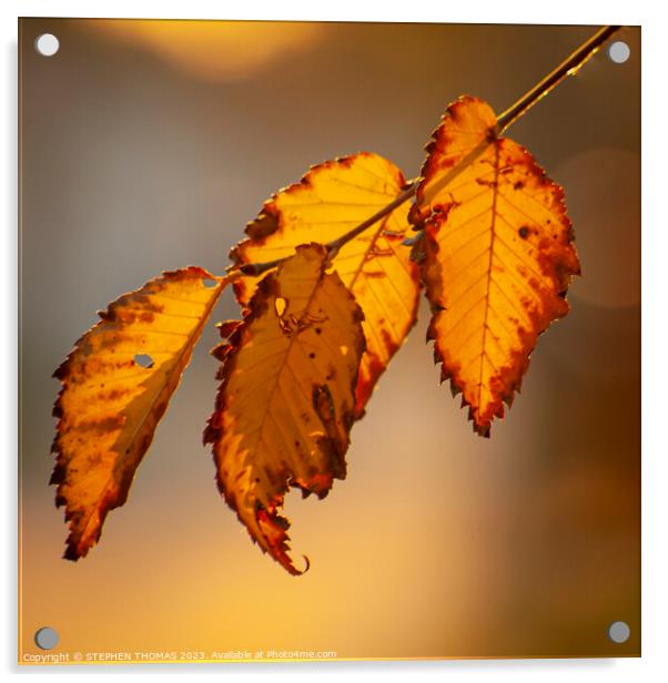 Golden Autumn Glow Acrylic by STEPHEN THOMAS