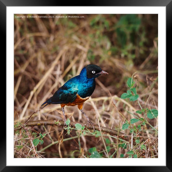 Superb Starling Framed Mounted Print by Howard Kennedy