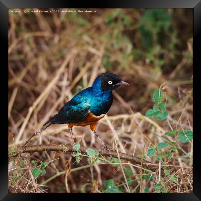 Superb Starling Framed Print by Howard Kennedy