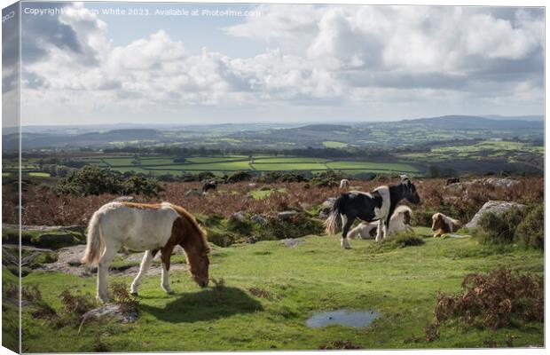 Wild ponies relaxing and grazing in Dartmoor Canvas Print by Kevin White