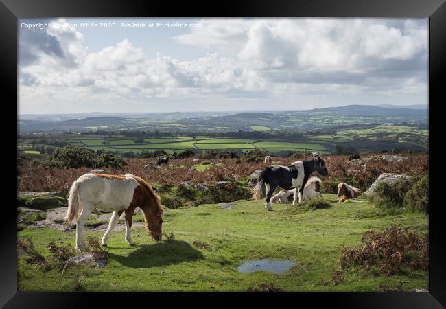 Wild ponies relaxing and grazing in Dartmoor Framed Print by Kevin White