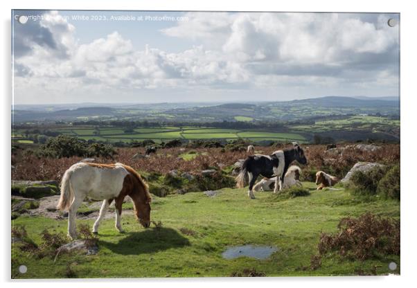 Wild ponies relaxing and grazing in Dartmoor Acrylic by Kevin White