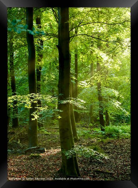 Psunlit woodland Framed Print by Simon Johnson