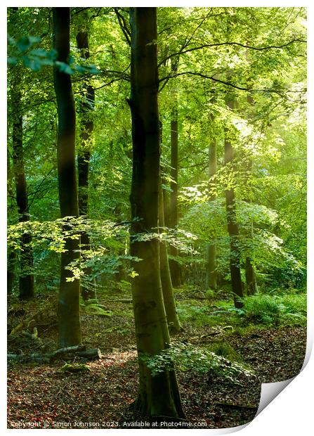 Psunlit woodland Print by Simon Johnson