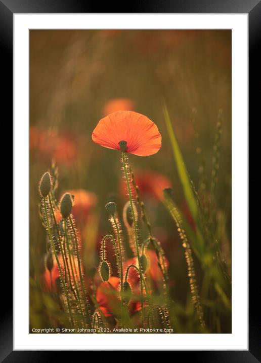 sunlit Poppy Framed Mounted Print by Simon Johnson