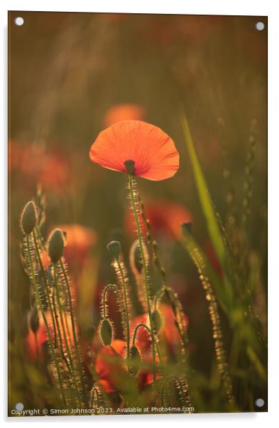 sunlit Poppy Acrylic by Simon Johnson