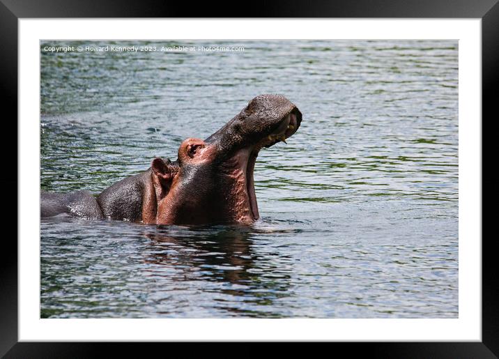 Hippo at Mzima Springs Framed Mounted Print by Howard Kennedy
