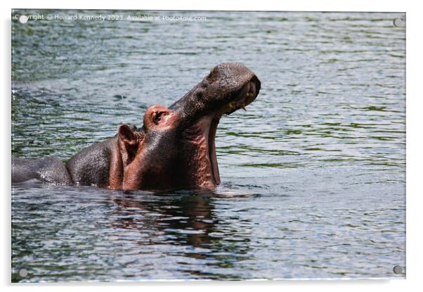 Hippo at Mzima Springs Acrylic by Howard Kennedy