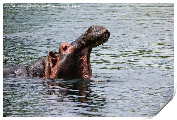 Hippo at Mzima Springs Print by Howard Kennedy
