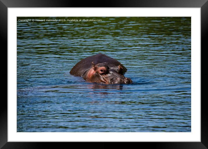Hippo in Mzima Springs Framed Mounted Print by Howard Kennedy