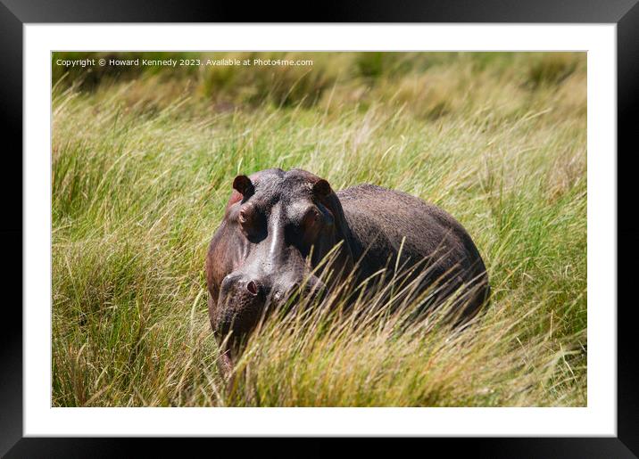 Hippo heading towards the Mara River Framed Mounted Print by Howard Kennedy