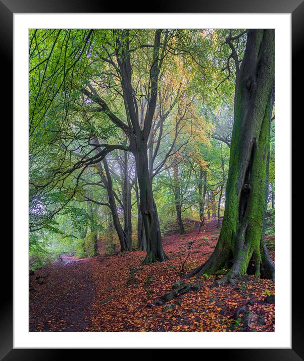 Misty Autumn Forest Framed Mounted Print by Paul Grubb