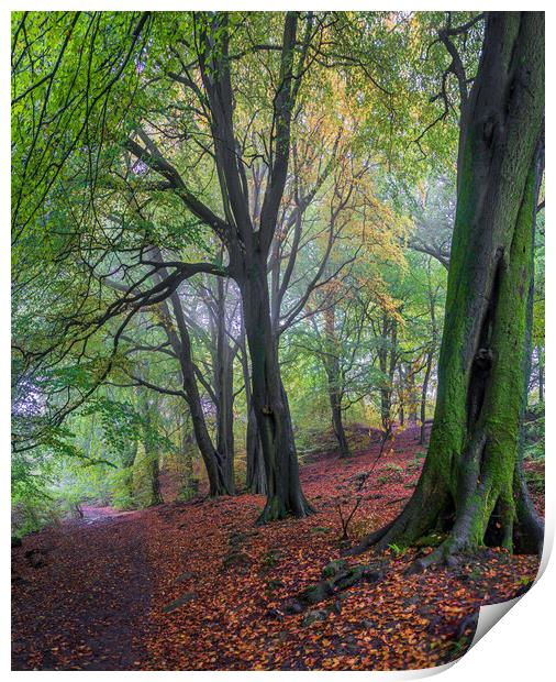Misty Autumn Forest Print by Paul Grubb