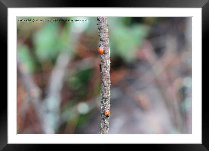 Lady bugs Framed Mounted Print by Arun 