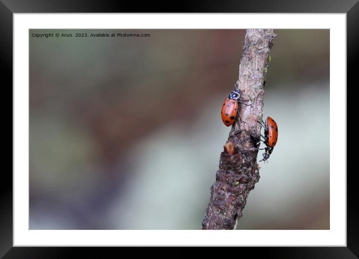 Lady bugs Framed Mounted Print by Arun 
