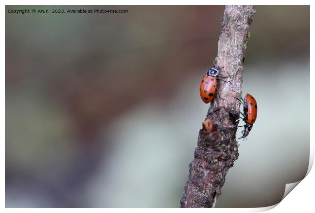 Lady bugs Print by Arun 