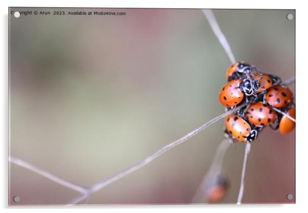 Lady bugs Acrylic by Arun 