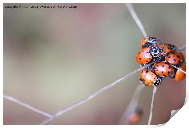 Lady bugs Print by Arun 